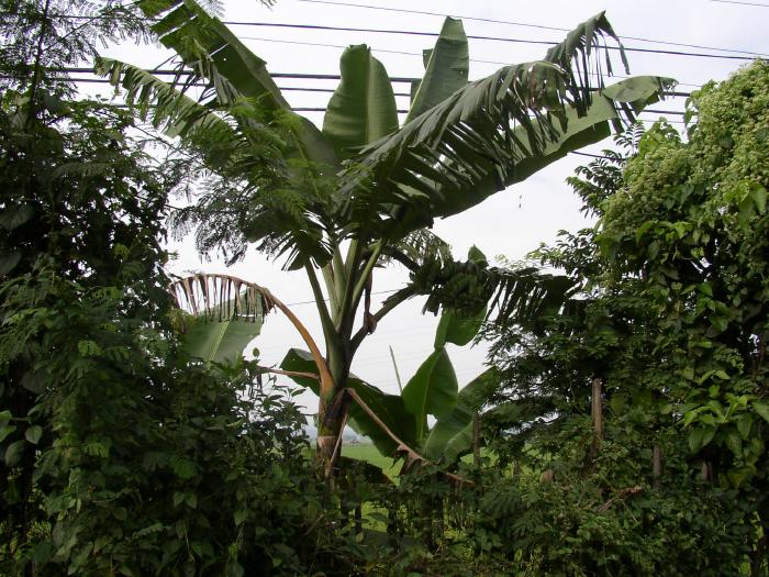 A Banana Tree