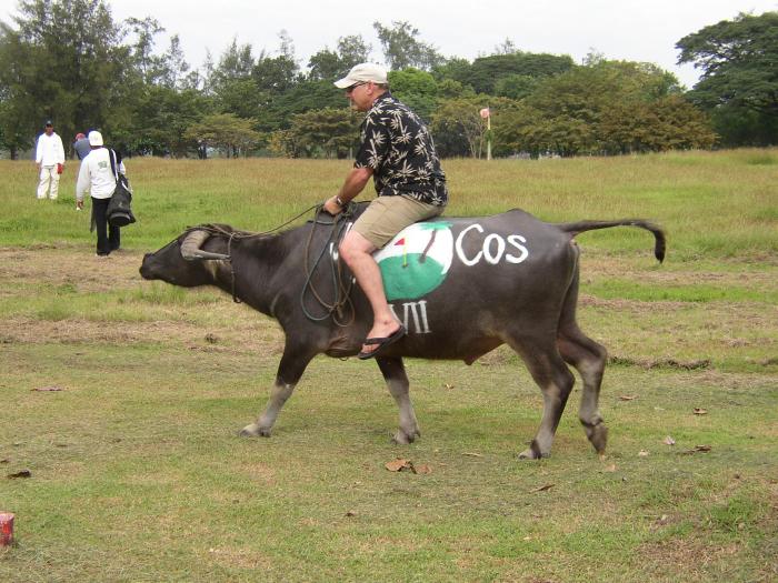 A Golfer Riding The Golf Tournament Caribou/Water Buffalo, #1