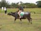 A Golfer Riding The Golf Tournament Caribou/Water Buffalo, #1