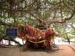 World's Largest Banyon Tree, #1 (Phimai/Korat)