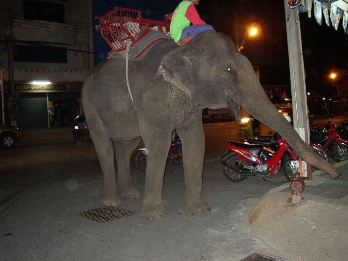 Elephant (Korat)