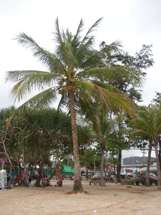 A Coconut Tree (Phuket)