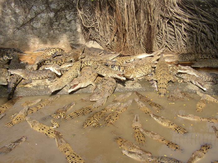 Inmates At The Crocodile Farm Near Pattaya, Thailand