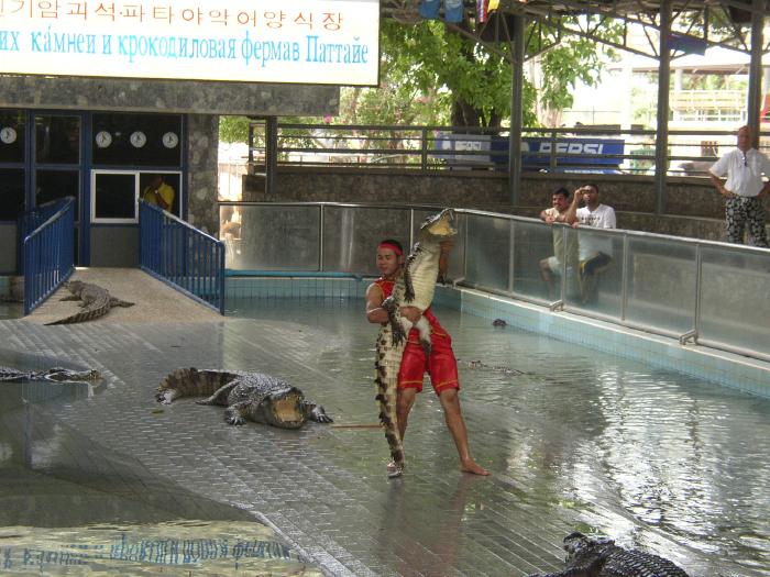 A Performance At The Crocodile Farm #1