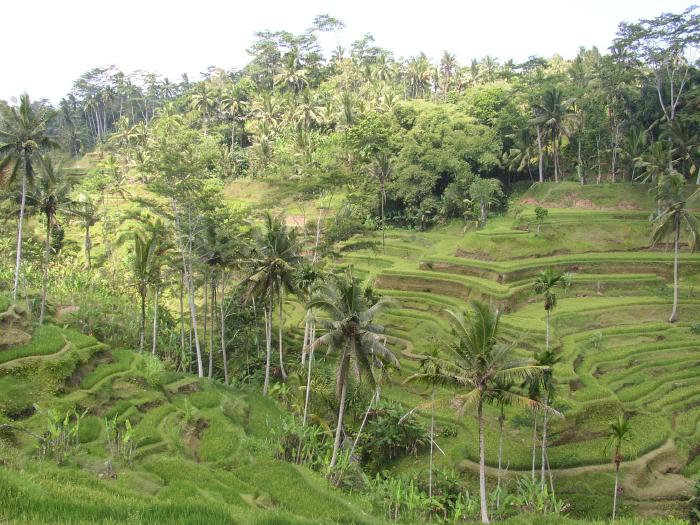 Rice Terraces In Bali