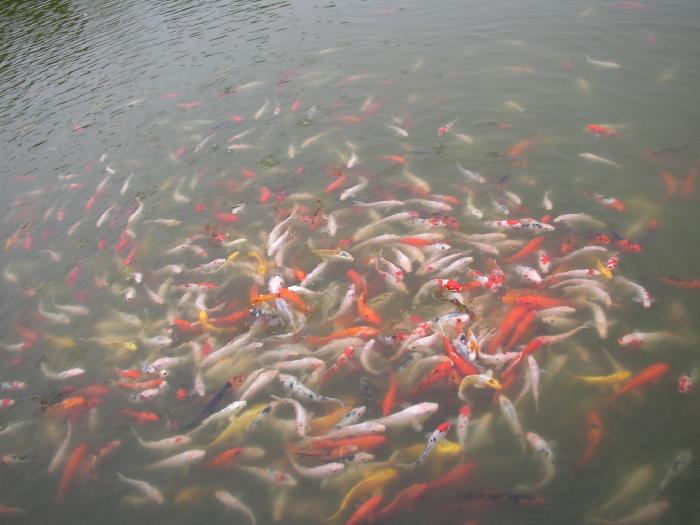 Fish In A Pond At A Hot Springs Resort