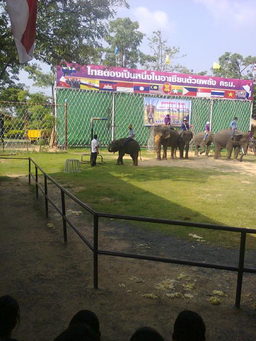 Surin Elephant Show, #1