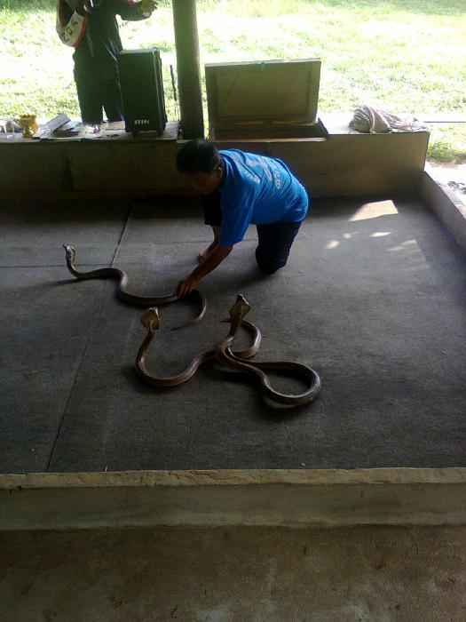 Surin Elephant Show, #2