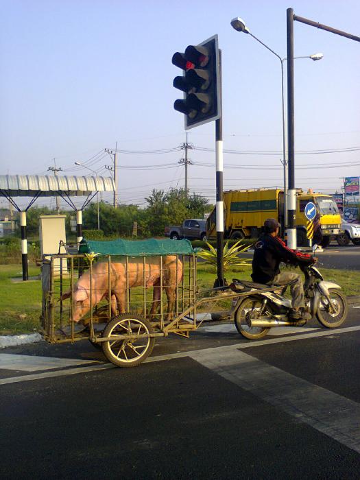 This little piggie went to market