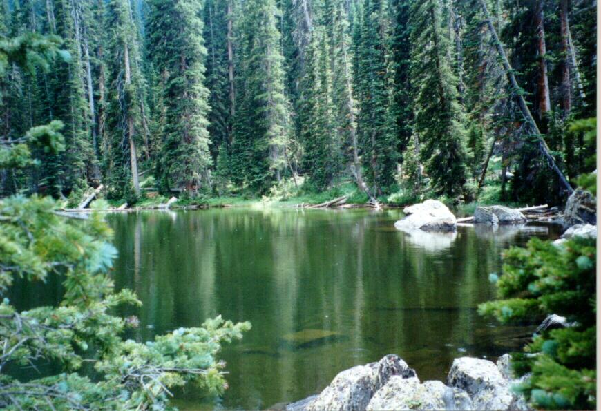 Green Trees Beget Green Water