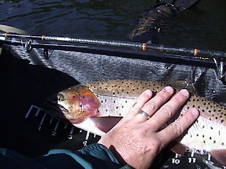 A Typical Cutthroat Trout