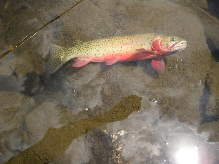 A Colorful Cutthroat