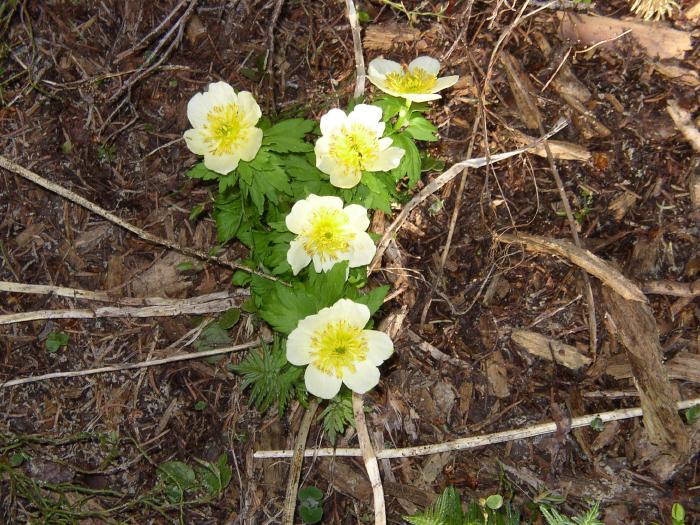 Some Flowers, #2