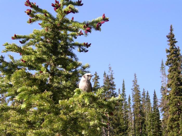 A "Camp Robber" & Purple Pine Cones