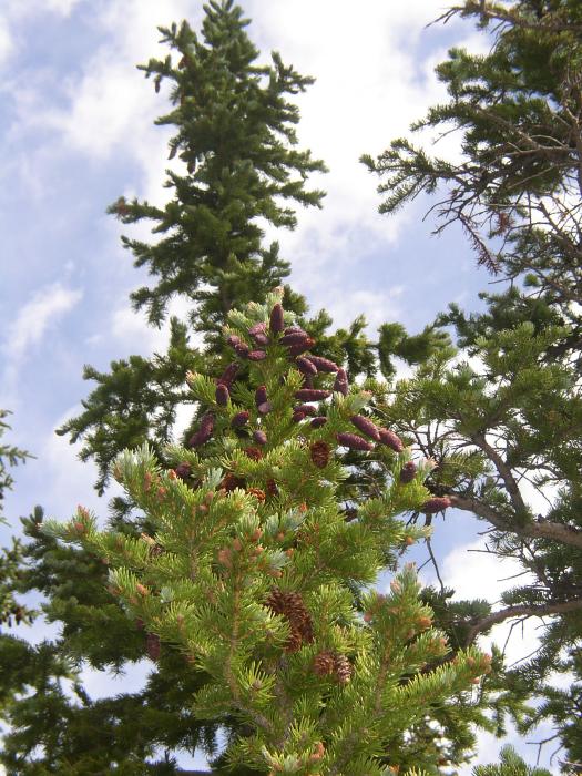 Have You Ever Seen Purple Pinecones?