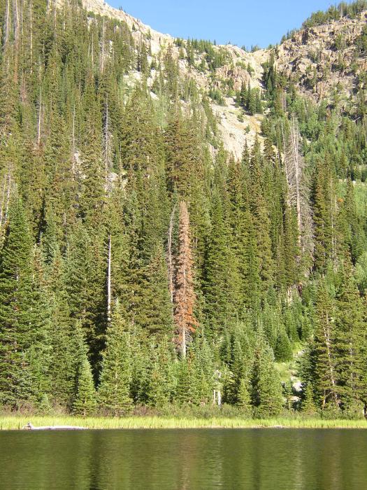 A Tree Killed By Pine Beetles