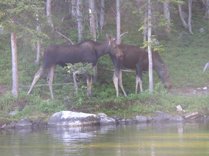 Hey, We Have Visitors! (they're thinking)