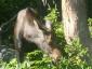 Have You Ever Seen A Moose Close Up?