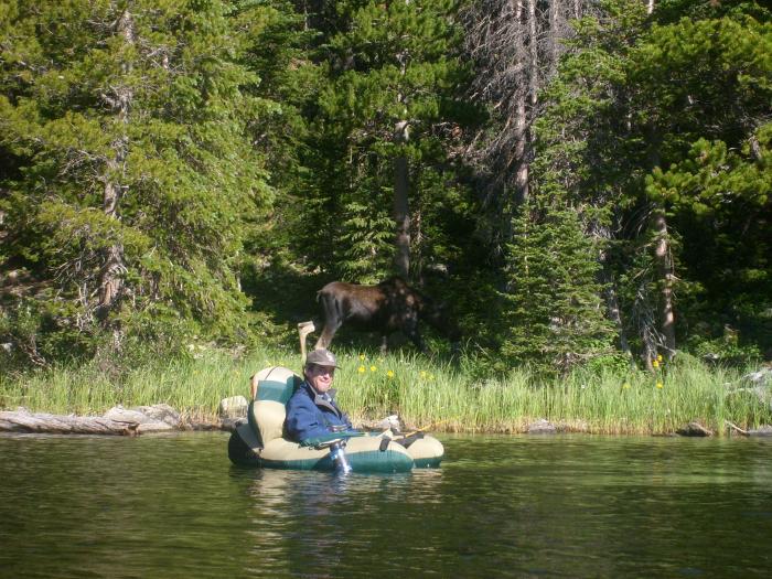 Have You Ever Been Near A Moose Close Up?