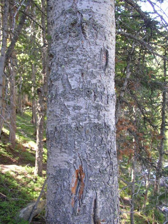 Pine Bark Beetle Entry Point?