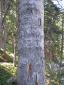 Pine Bark Beetle Entry Point?