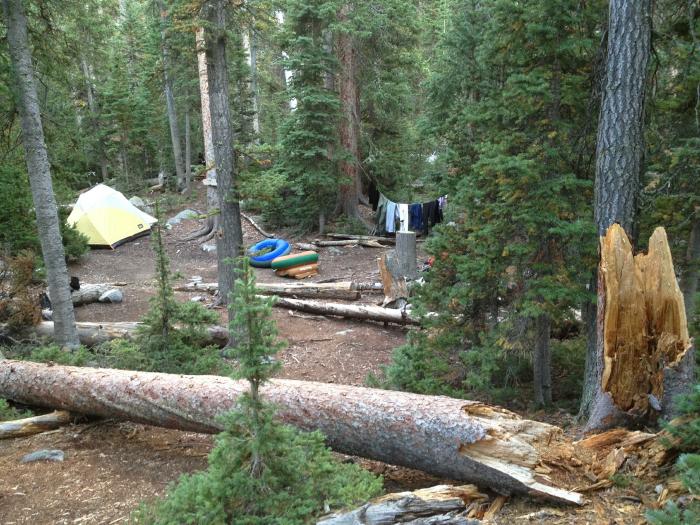 Their Campsite, A Newly-Fallen Tree In The Foreground