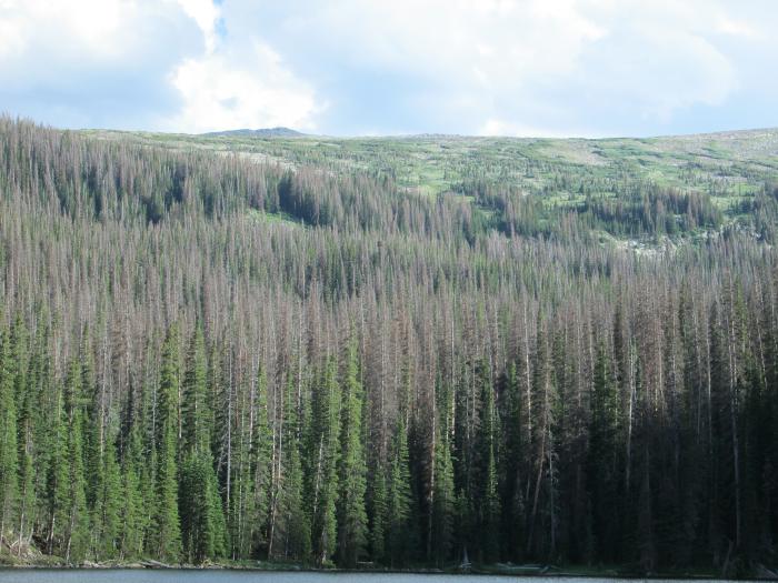 The Southeastern Hillside With Many Dead Trees