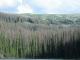 The Southeastern Hillside With Many Dead Trees