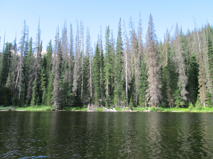 Sad, The Increasing Number Of Dead Trees