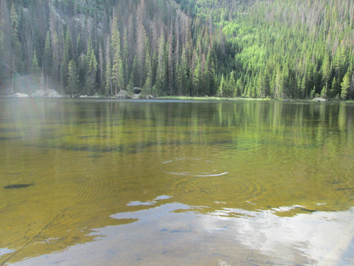 Moss On The Lake Bottom