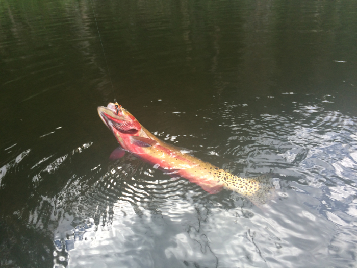 A Cutthroat Trout