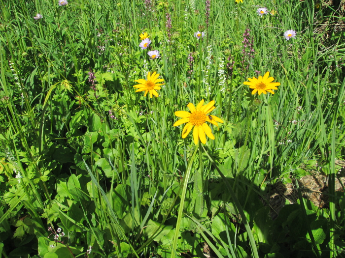 A Few Different Types Of Flowers