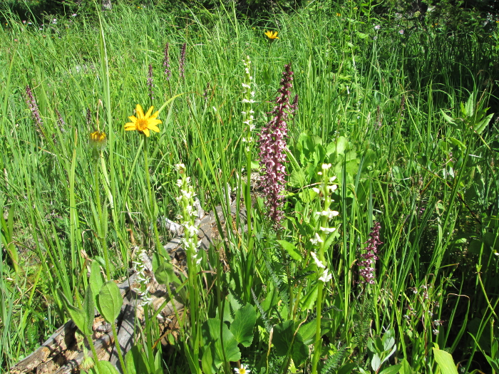 And A Few More Different Types Of Flowers