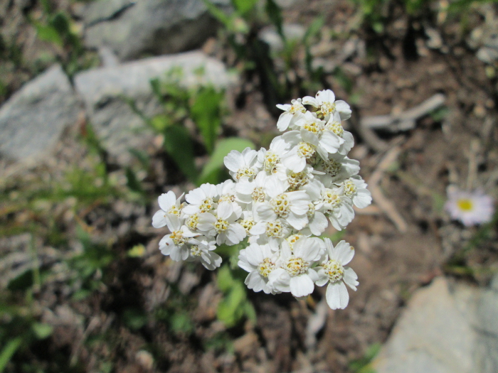 These Flowers Have Faces