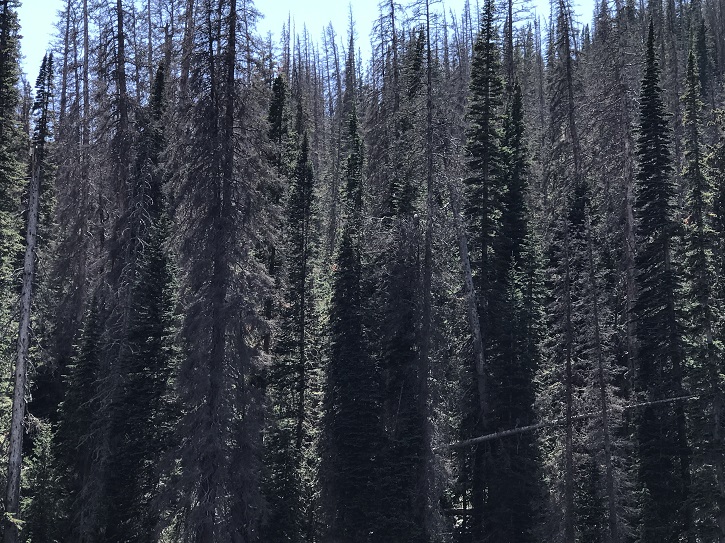 More Than 50 Percent Of The Trees Are Dead