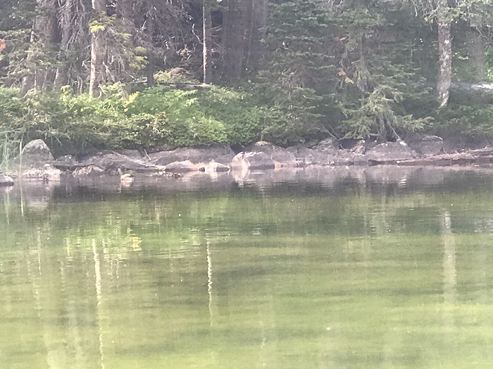 A Duck and its Ducklings -- That's a First at the Lake