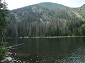 The Glacier and the Pine Beetle Damage