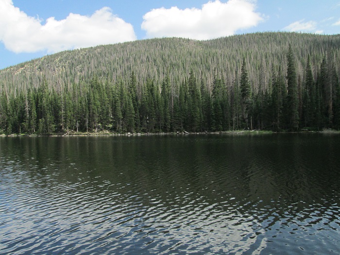 Pine Beetle Devastation on the Nearby Mountainside