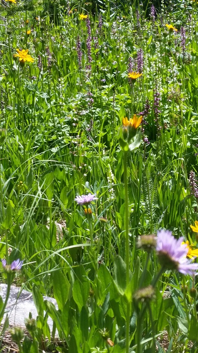 Flowers Flourishing Near The Inlet