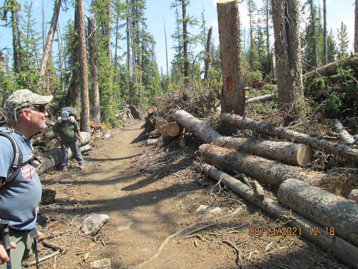 Dead Trees Piled Up