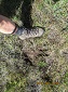 A Bull Moose Hoof Print