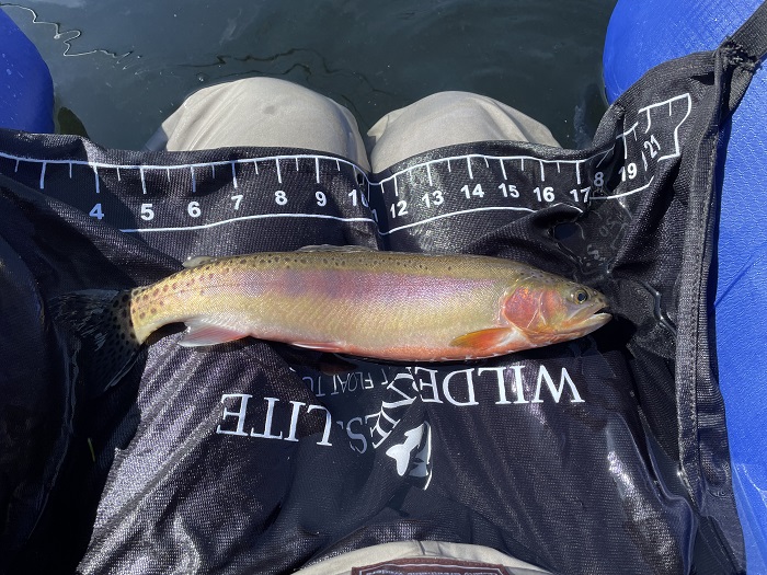 Our Friend's Golden Trout