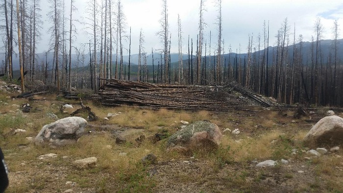 A Stack of Burned Trees Among Burned Trees