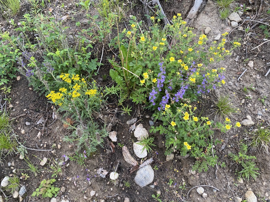 Bitter Rubberweed, Purple and Yellow Flowers