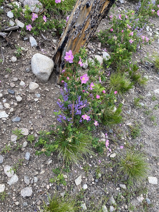 Pink and Yellow Flowers