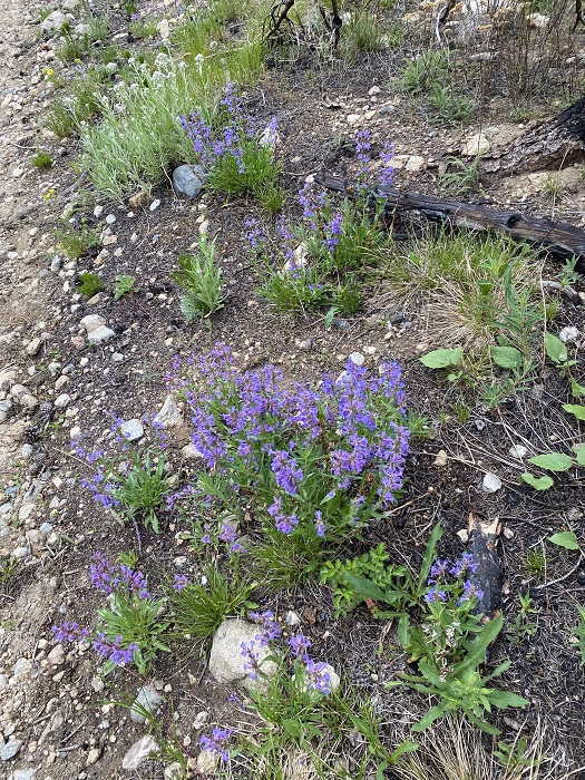 A Variety of Flowers