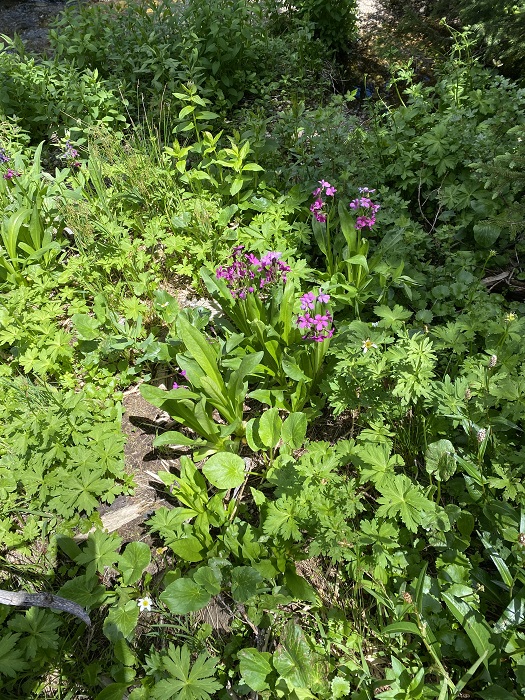 Chartreuse Flowers