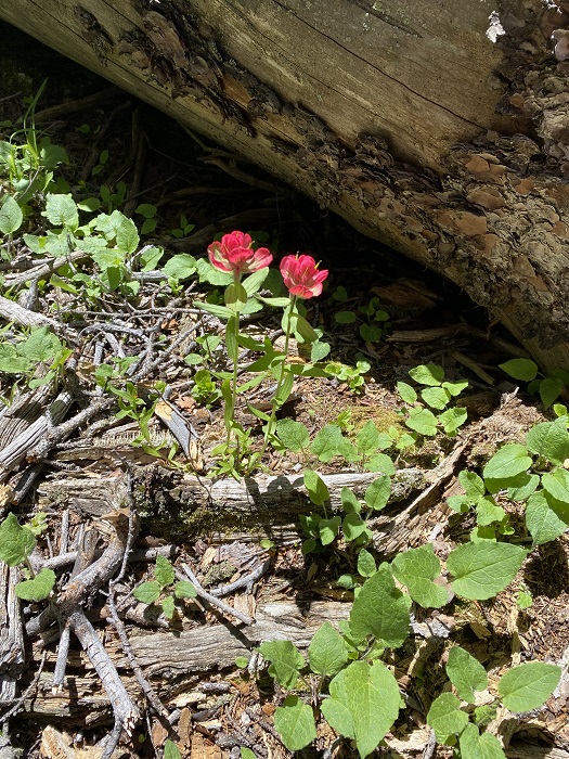 Reddish Flowers