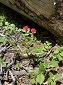 Reddish Flowers