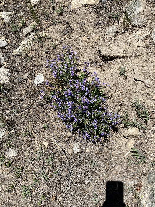 More Purple Flowers